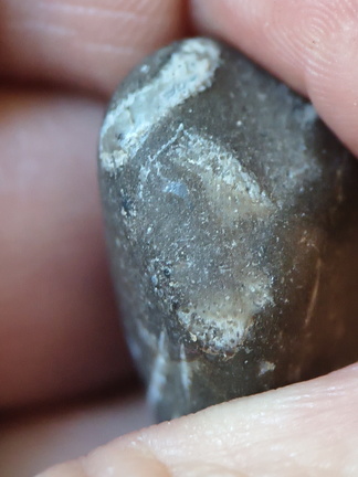 LE10 Fossil Packstone Worn specimen containing possible crinoids, bryozoan fragments  and brachiopod shell material