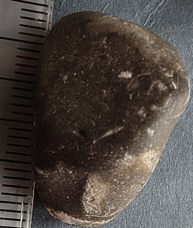 LE10 Fossil Packstone Worn specimen containing possible crinoids, bryozoan fragments  and brachiopod shell material