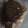 LE10 Fossil Packstone Worn specimen containing possible crinoids, bryozoan fragments  and brachiopod shell material