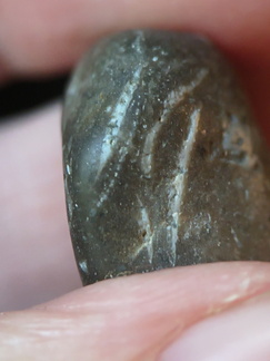 LE10 Fossil Packstone Worn specimen containing possible crinoids, bryozoan fragments  and brachiopod shell material