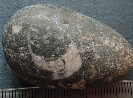 LE12 Orthoconic Cephalopod