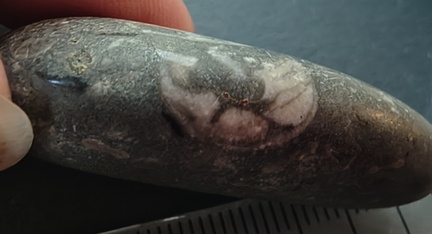 LE12 Orthoconic Cephalopod