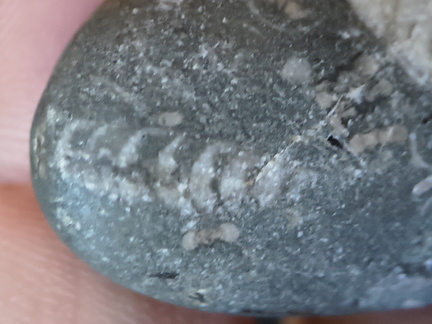 LE12 Orthoconic Cephalopod