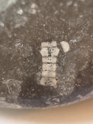 LE19 Crinoid Columnal