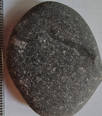 LE19 Crinoid Columnal