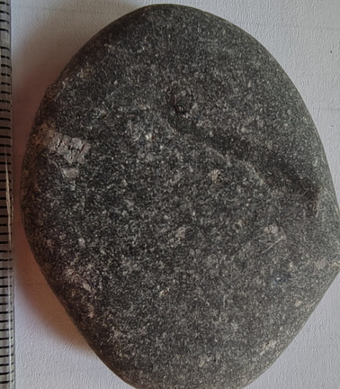 LE19 Crinoid Columnal