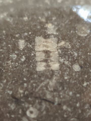  LE21 Crinoid Columnal