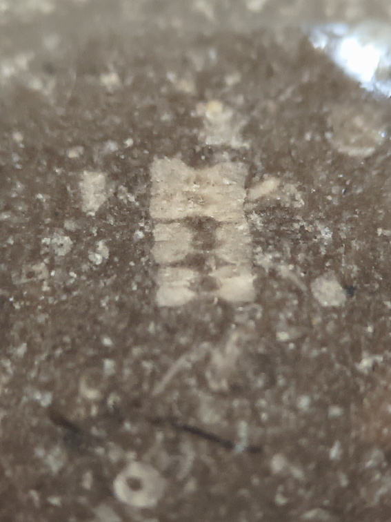  LE21 Crinoid Columnal