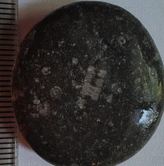  LE21 Crinoid Columnal