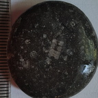  LE21 Crinoid Columnal