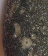 LE20 Crinoid Columnal (includes Pentalobate Lumen Cross-Section)
