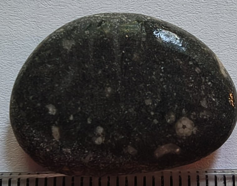 LE20 Crinoid Columnal (includes Pentalobate Lumen Cross-Section)