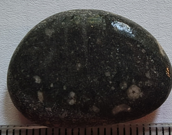 LE20 Crinoid Columnal (includes Pentalobate Lumen Cross-Section)