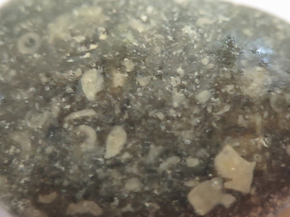 LE20 Crinoid Columnal (includes Pentalobate Lumen Cross-Section)