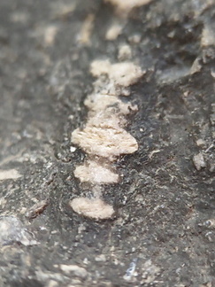 LE23 Crinoid Segments