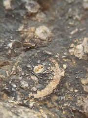 LE23 Crinoid Segments
