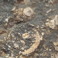 LE23 Crinoid Segments