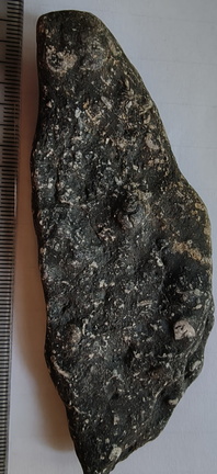 LE23 Crinoid Segments