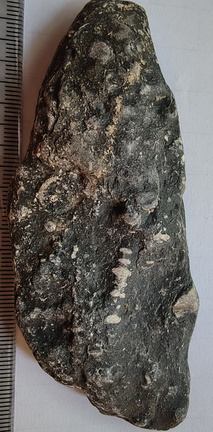 LE23 Crinoid Segments