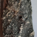 LE23 Crinoid Segments