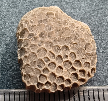 G1 — Favosites sp. Colonial Tabulate Coral