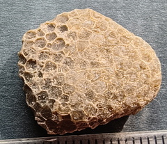 G1 — Favosites sp. Colonial Tabulate Coral