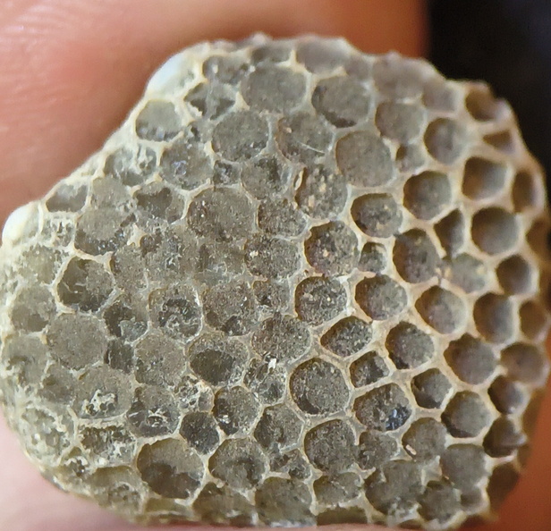 G1 — Favosites sp. Colonial Tabulate Coral