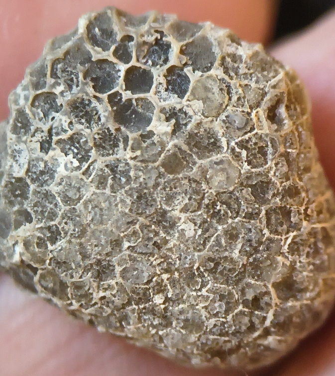 G1 — Favosites sp. Colonial Tabulate Coral