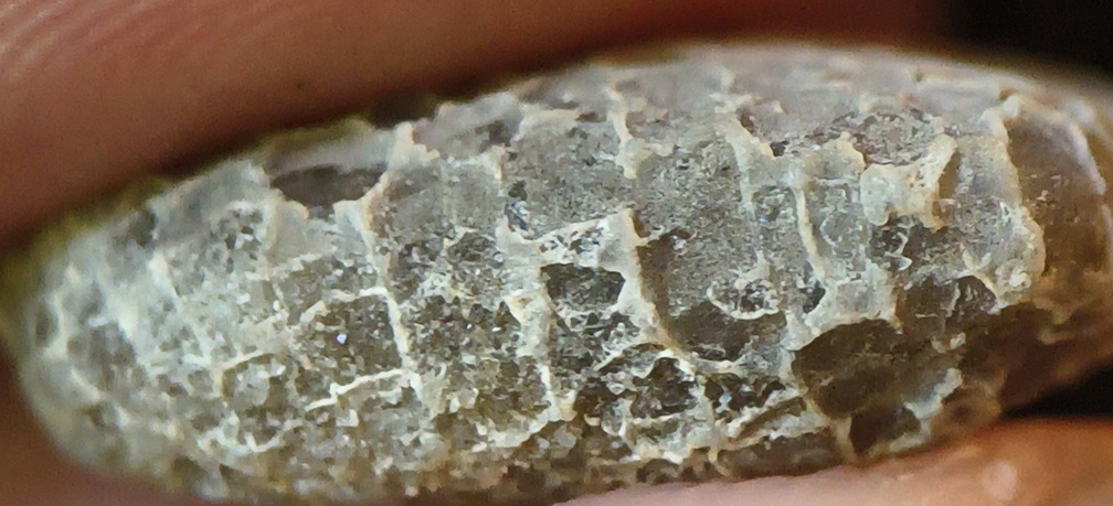 G1 — Favosites sp. Colonial Tabulate Coral