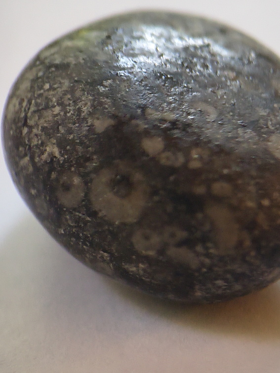 LE24 Crinoidal Packstone containing numerous crinoid columnals