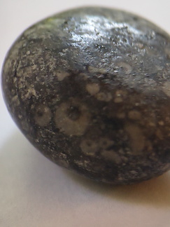 LE24 Crinoidal Packstone containing numerous crinoid columnals