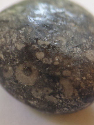 LE24 Crinoidal Packstone containing numerous crinoid columnals