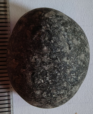 LE24 Crinoidal Packstone containing numerous crinoid columnals