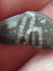 LE39 Crinoid Stem Fragment