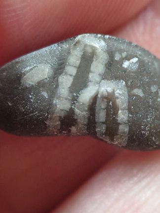 LE39 Crinoid Stem Fragment