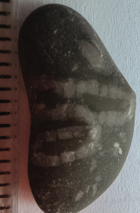 LE39 Crinoid Stem Fragment