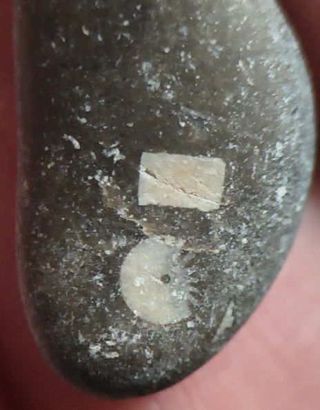 LE29 Crinoid Fragments