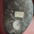LE29 Crinoid Fragments