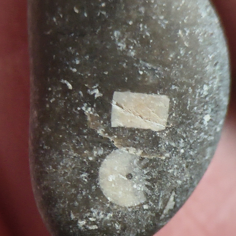 LE29 Crinoid Fragments