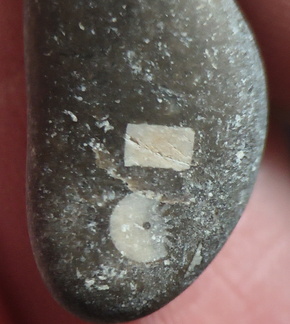 LE29 Crinoid Fragments