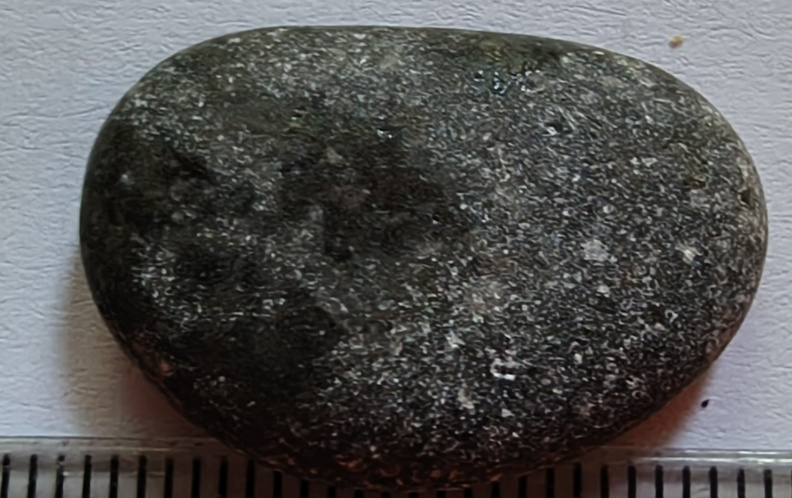 LE26 Crinoid Fragments