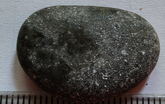 LE26 Crinoid Fragments