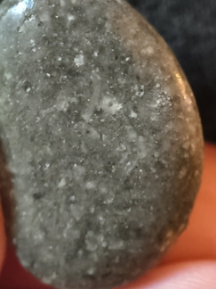 LE26 Crinoid Fragments