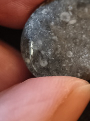 LE26 Crinoid Fragments