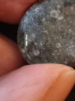 LE26 Crinoid Fragments