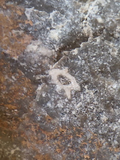 LE17 Crinoid Fragments