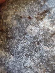 LE17 Crinoid Fragments