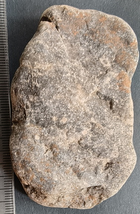 LE17 Crinoid Fragments