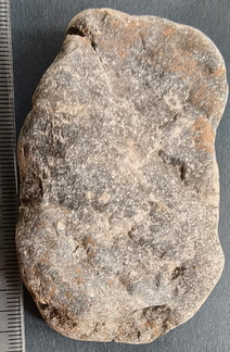 LE17 Crinoid Fragments