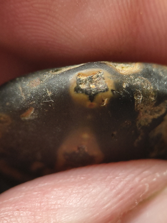 LE33 Crinoid Columnals (includes Pentagonal Cross-Sections)